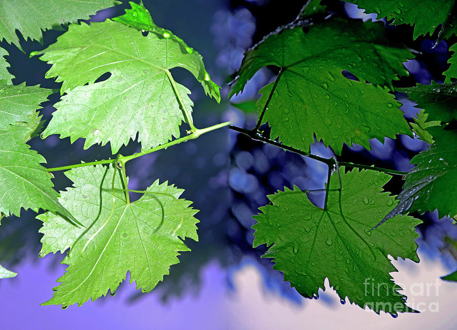 Light And Shadow On Grapevine Leaves Photograph