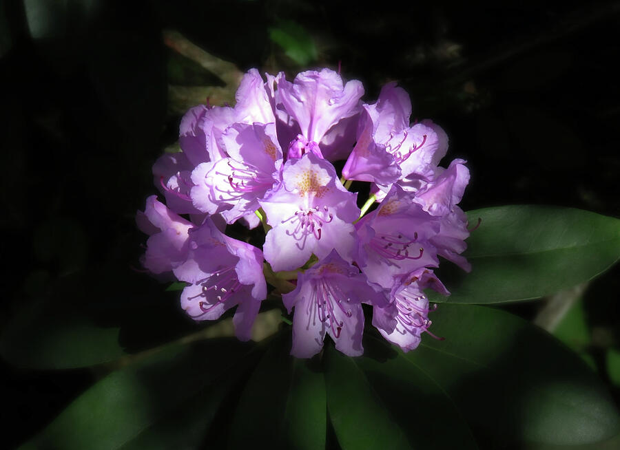 Light And Shadow On The Rhododendron Photograph by Johanna Hurmerinta