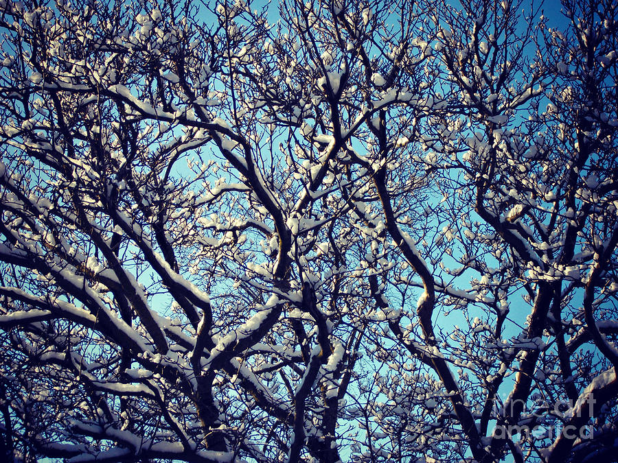 Winter Photograph - Light and Shadow Snowy Branches by Frank J Casella