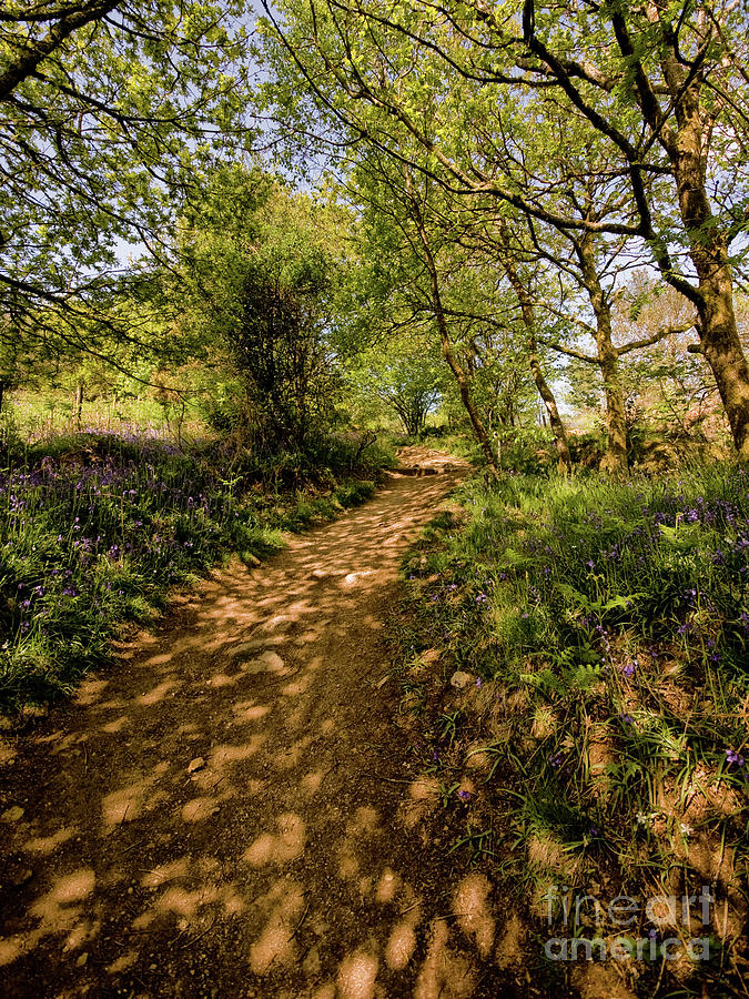 Light and Shadows at Holwell Lawn Photograph by Jay Lethbridge - Fine ...