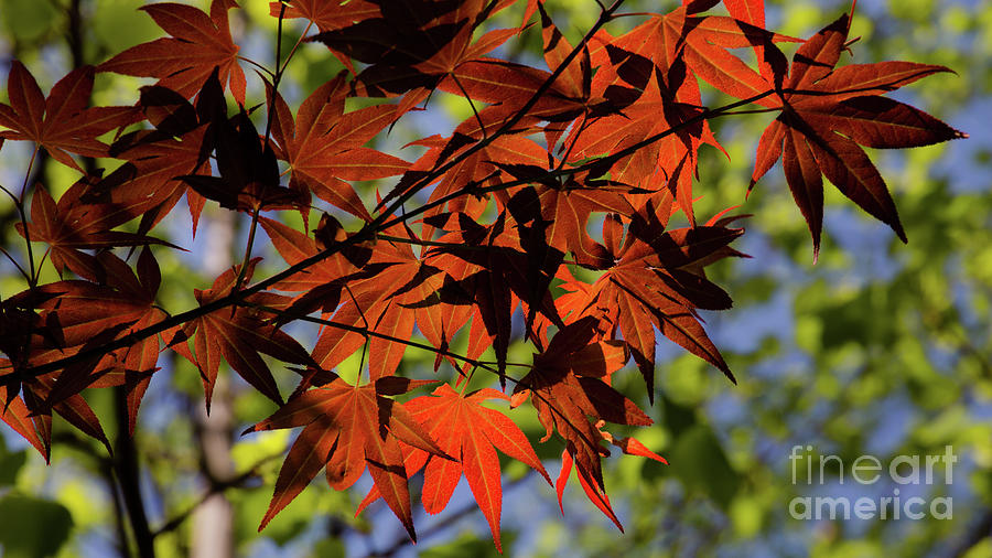 Light and shadows in a maple tree Photograph by Agnes Caruso