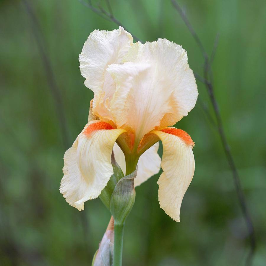 Light Apricot Iris Flower Photograph