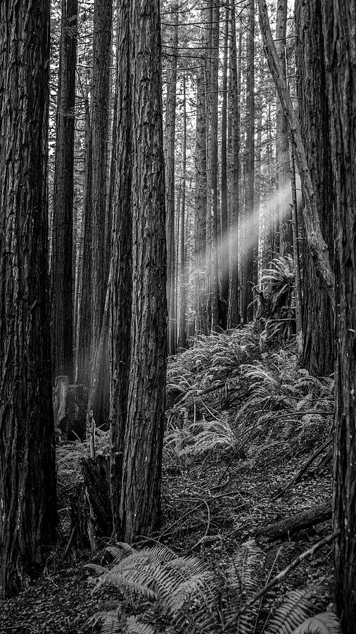 Light beam through forest Photograph by Mike Fusaro