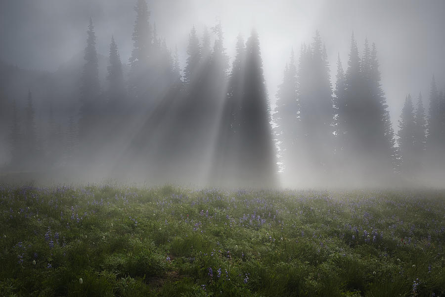 Light beams and fog Photograph by Lynn Hopwood
