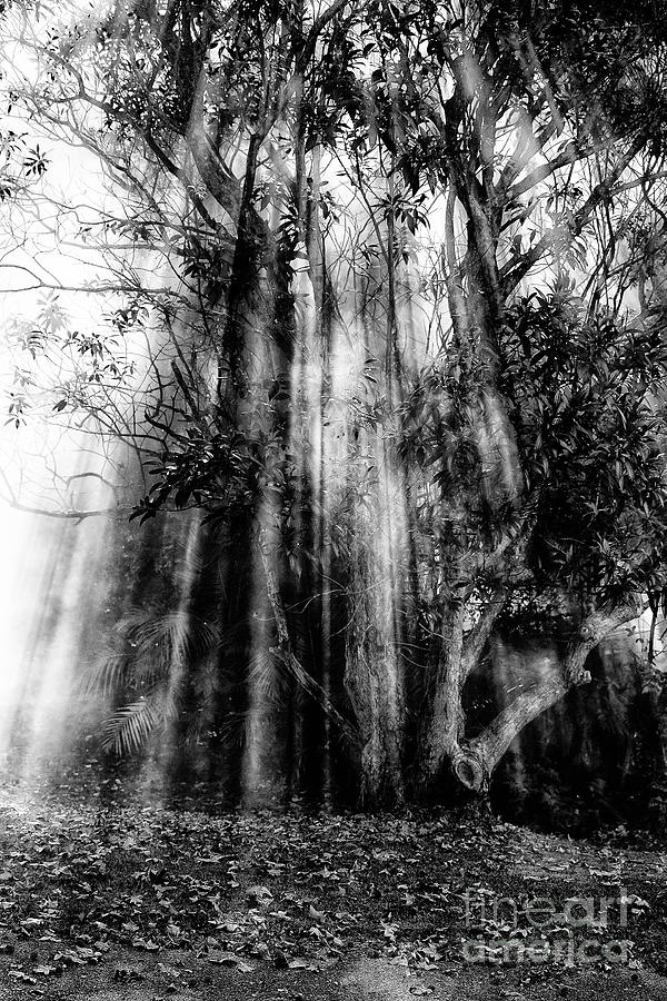 Light Beams Through Tree In Monochrome Photograph