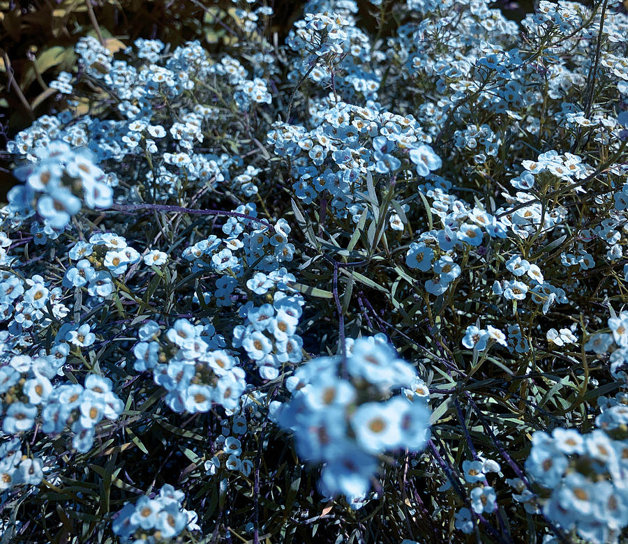 Light Blue Flower Patch Photograph by Jayden Verville - Pixels