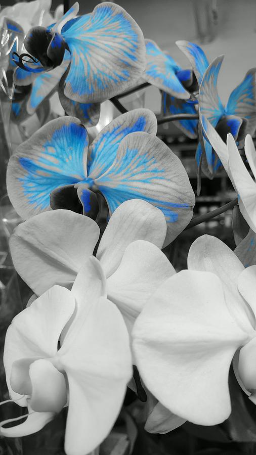 Light Blue Flower Splash of Color Photograph by Doug Glass - Fine Art