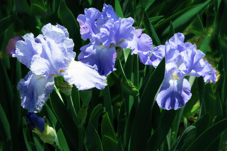 Light Blue Iris Photograph by David Patterson