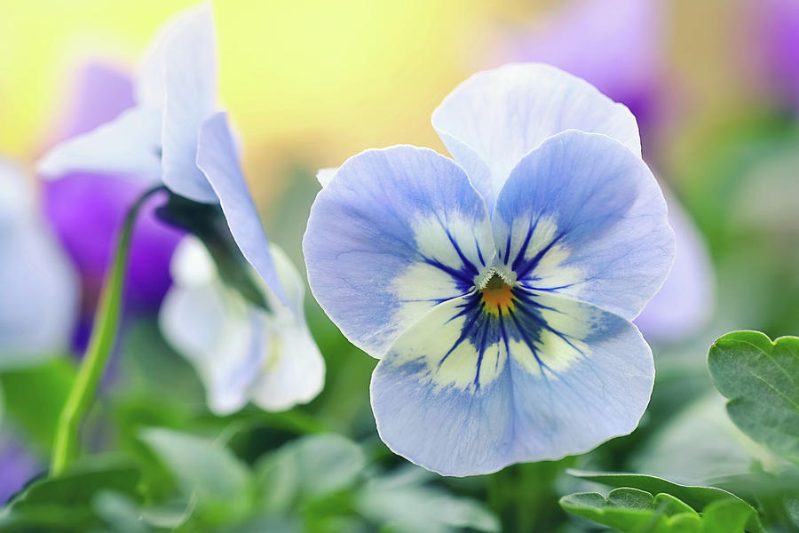 Light Blue Pansy Photograph by Maria Meester