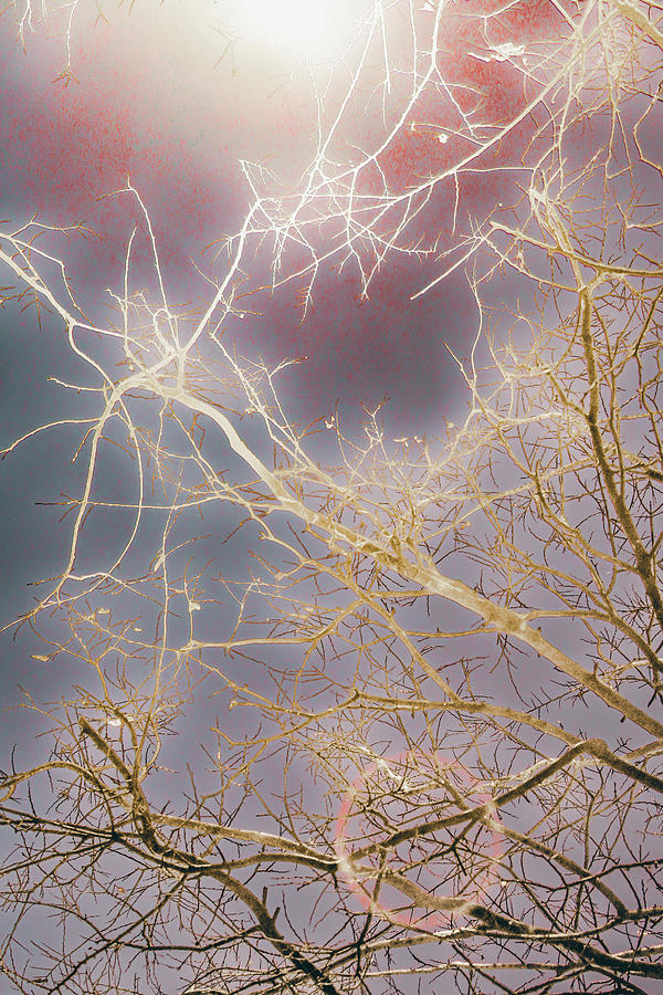 Light Branches Against a Bruised Sky Digital Art by W Craig Photography