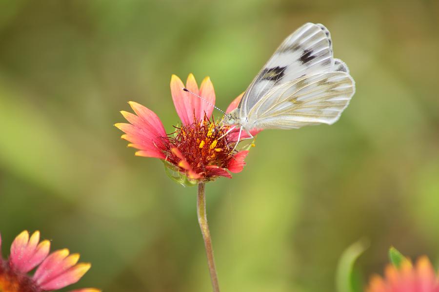 Light Butterfly on Firewheel Wildflower Photograph by Gaby Ethington