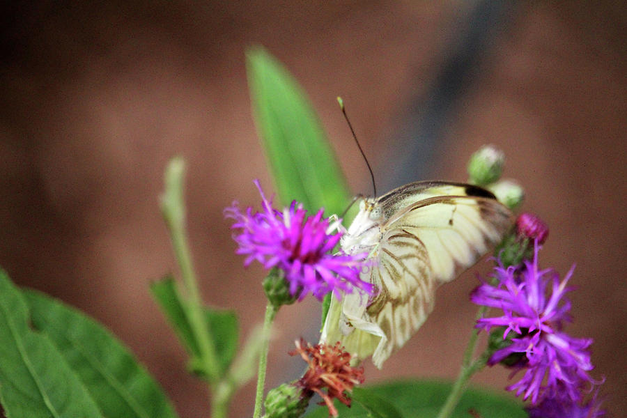 Light-Colored Butterfly Photograph by Cynthia Guinn