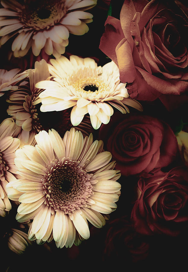 Light Daisies and Dark Roses Photograph by W Craig Photography