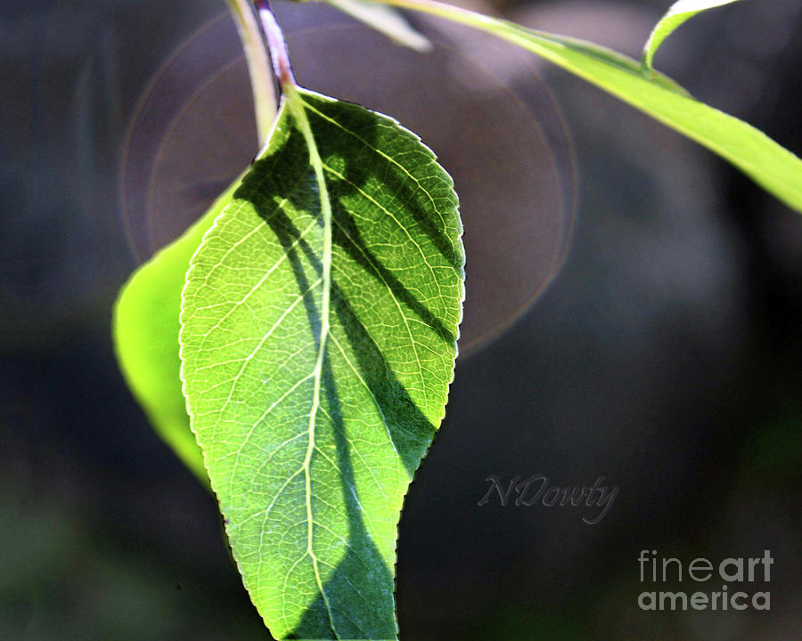 Light Effects Leaf Photograph by Natalie Dowty