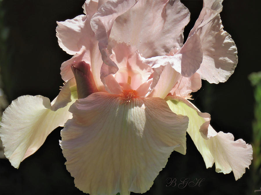 Spotlight on Iris and Her Bud - Floral Art and Photography - Spring Flowers Photograph by Brooks Garten Hauschild
