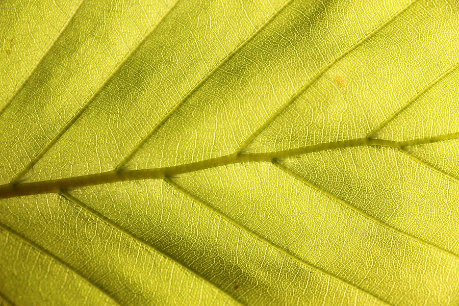 Light green leaf of beech in the spring full frame Photograph by Pejft