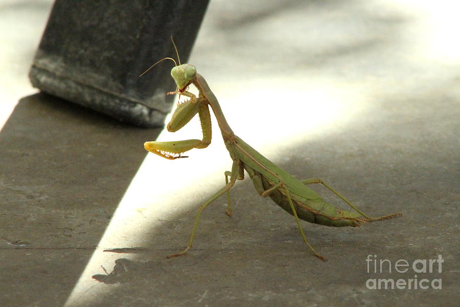 Light Green Praying Mantis  Photograph by Colleen Cornelius