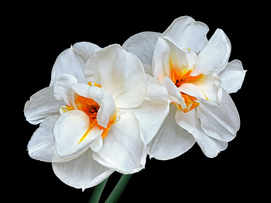 Light In The Darkness White Narcissus Photograph by Gill Billington