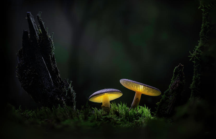 Light in the enchanted forest Photograph by Dirk Ercken