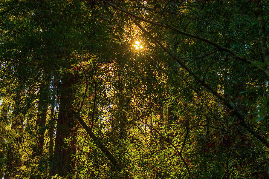 Light in the Forest Photograph by Bonnie Follett
