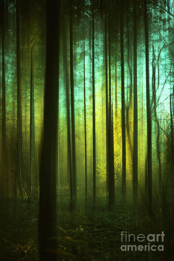 Light in the Forest Photograph by David Lichtneker
