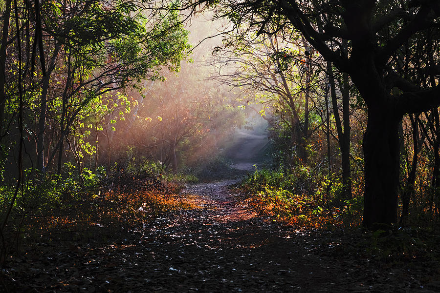 Light in the forest Photograph by Vishwanath Bhat