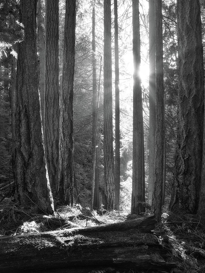Light in the Old Growth Black and White Photograph by Allan Van Gasbeck