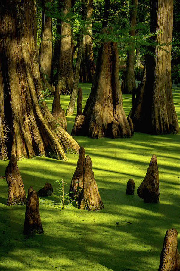 Light In The Swamp Photograph by Mike Schaffner