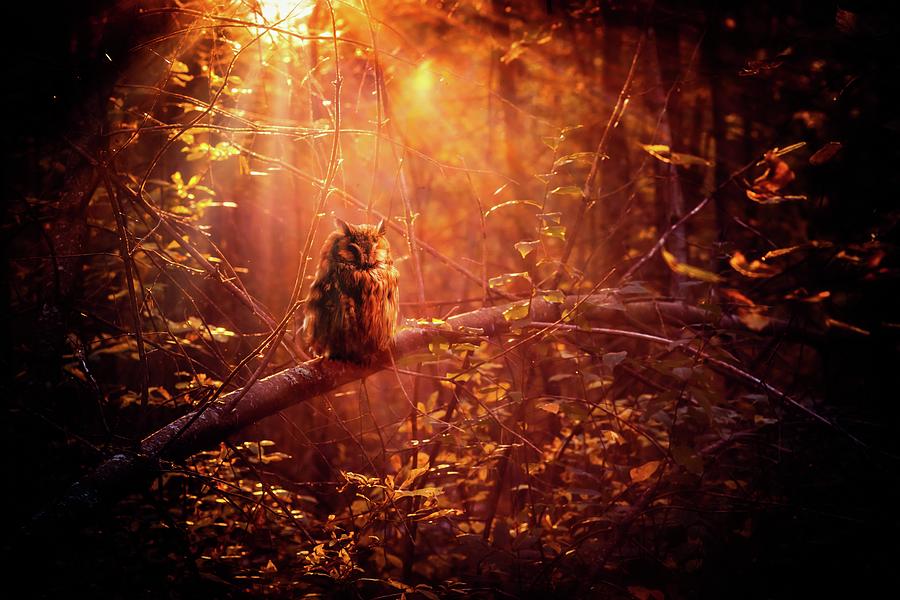 Light in the woods and Owl Photograph by Lilia S