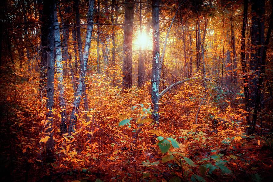 Light in the woods c Photograph by Lilia S