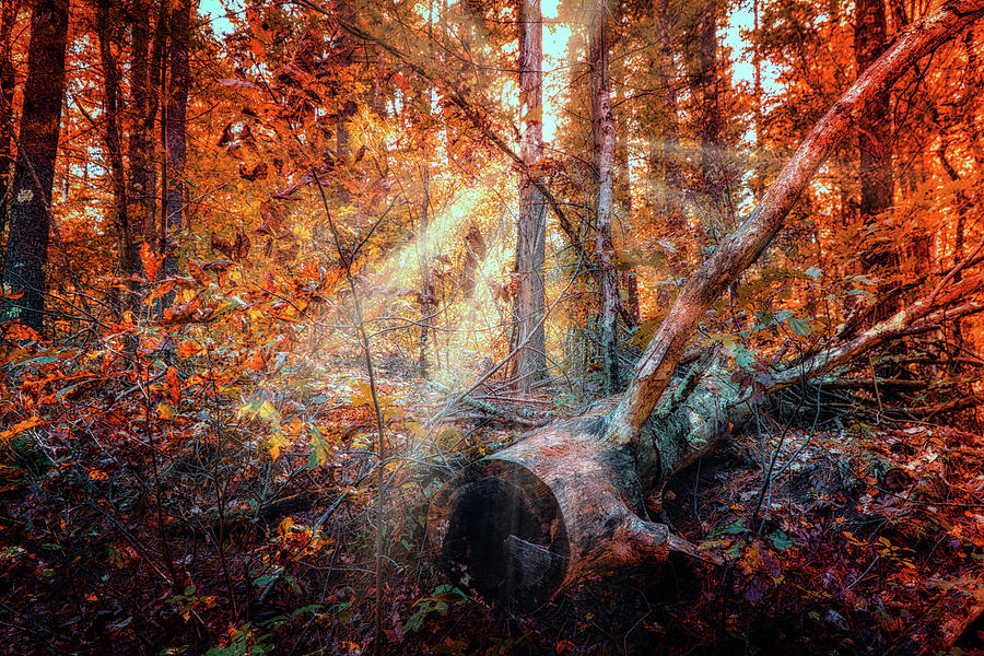 Light in the woods d Photograph by Lilia S