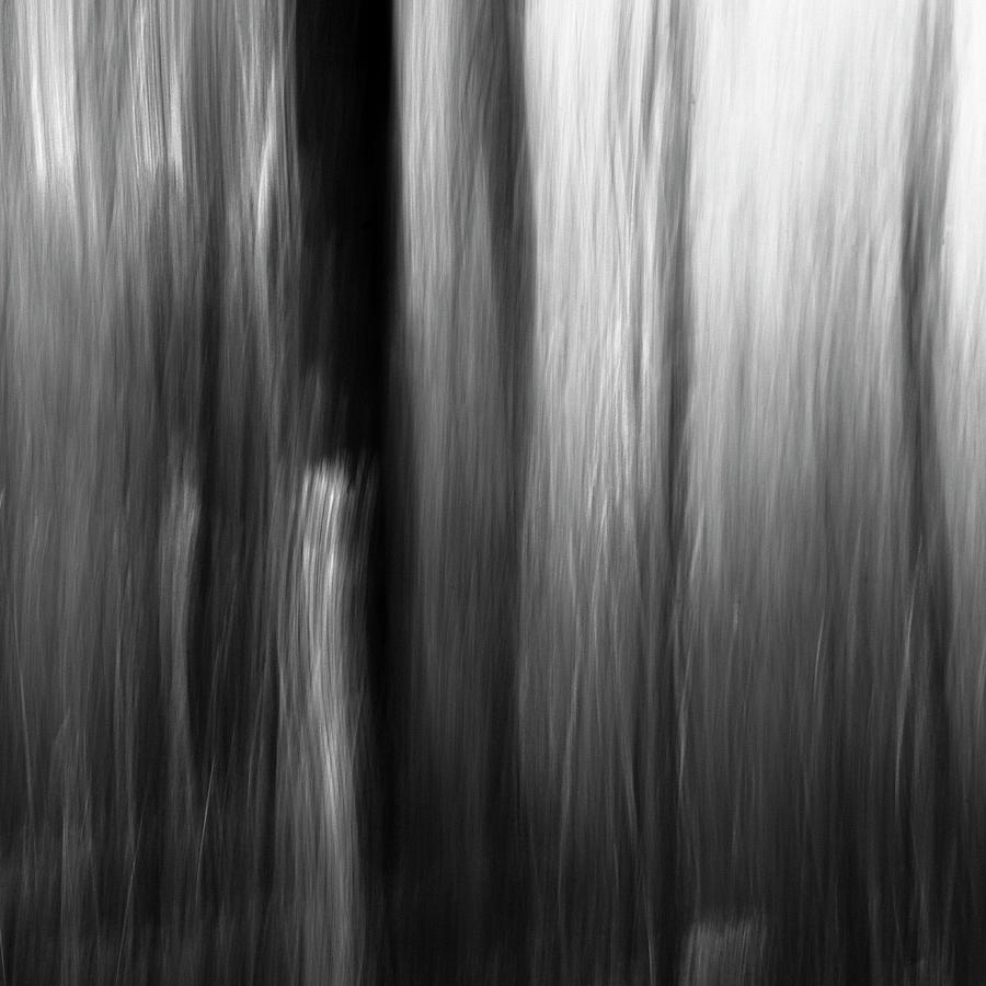 Light in Trees Photograph by Ryan Johnson - Fine Art America