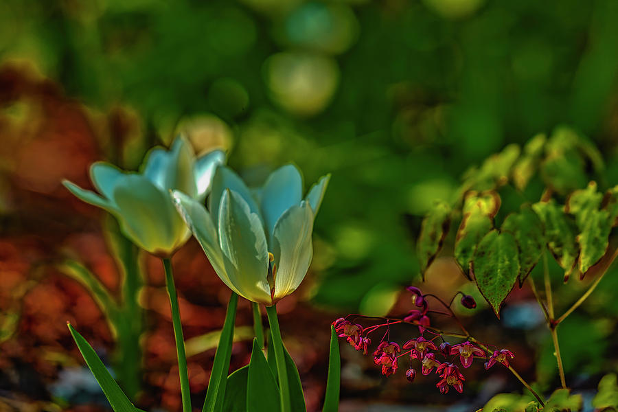 Light In White Tulip #l3 Photograph