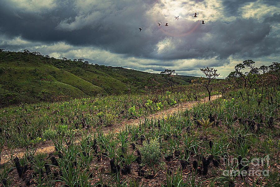 Bird Digital Art - Light of hope behind birds on a cloudy day at the Cerrado by Vinicius Bacarin