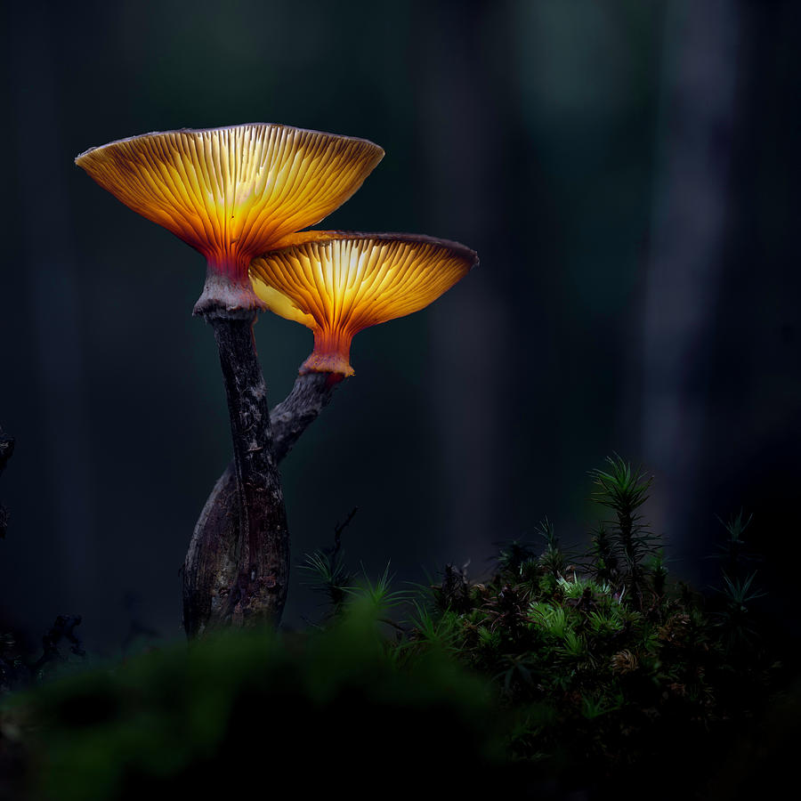 Light of the enchanted autumn forest Photograph by Dirk Ercken