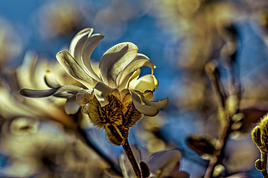 Light On Magnolia #l1 Photograph