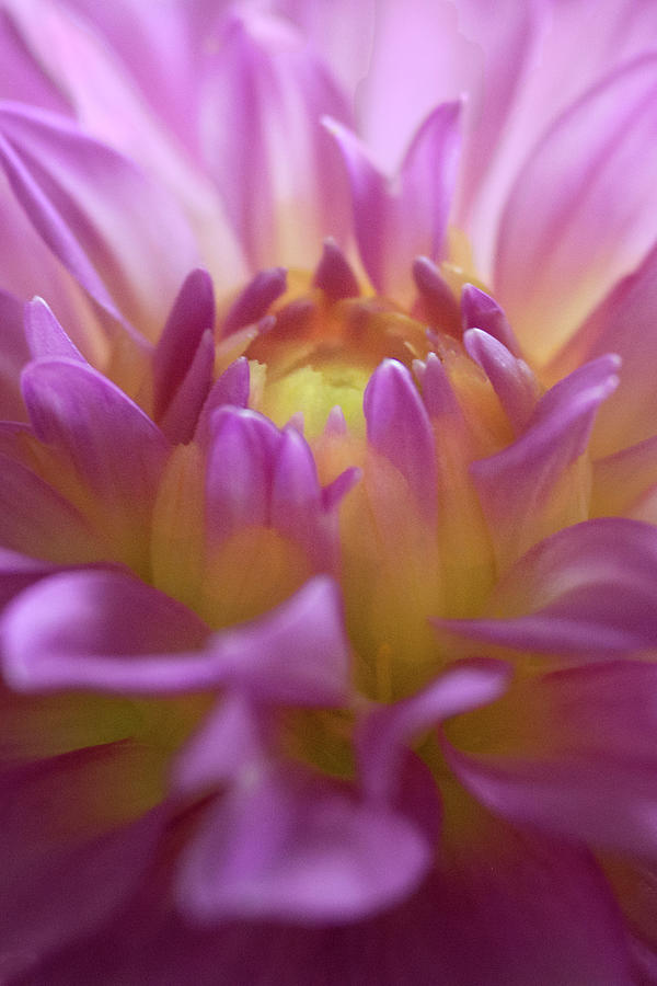 Light on the Dahlia Photograph by Mitch Spence