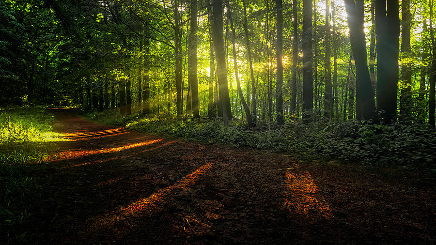 Light on the Path Photograph by Simmie Reagor - Pixels