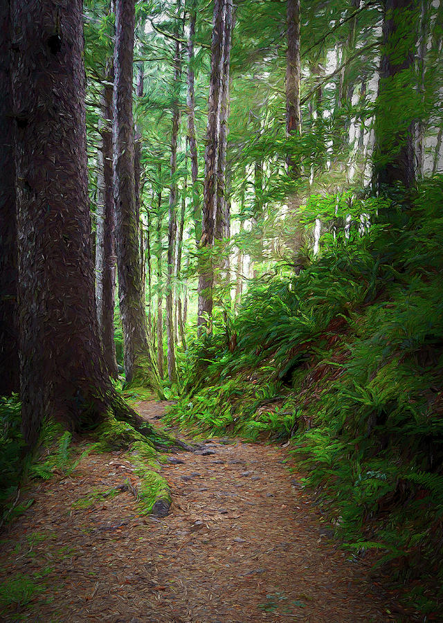 Light Oregon forest III Digital Art by Jon Glaser