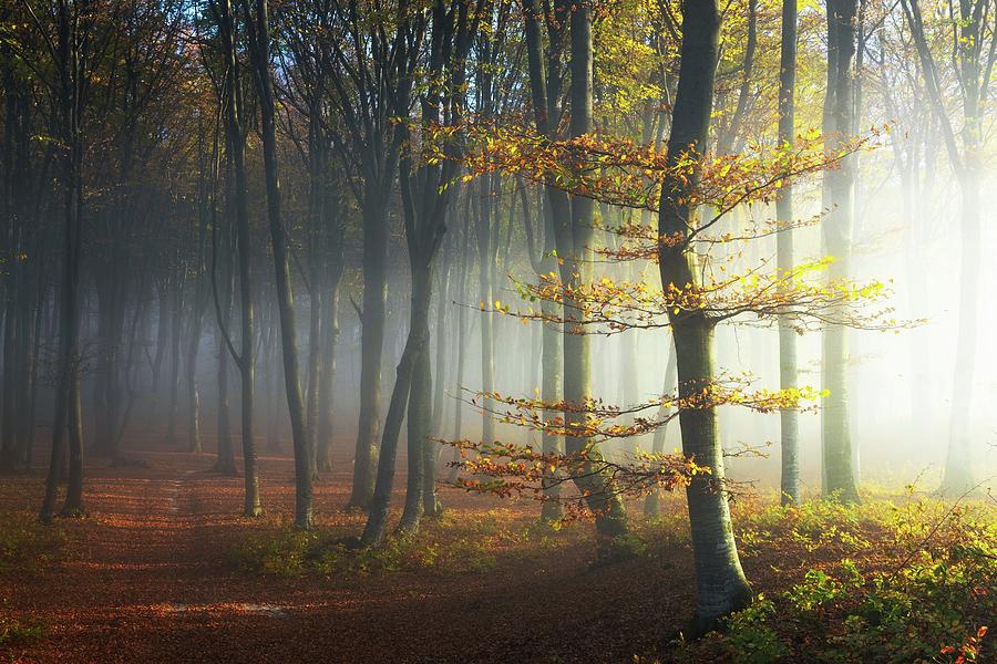 Light over a yellow tree in foggy forest Photograph by Toma Bonciu