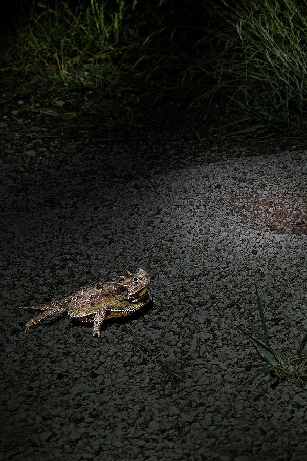 Light Painted Horned Toad Photograph by Steve Templeton