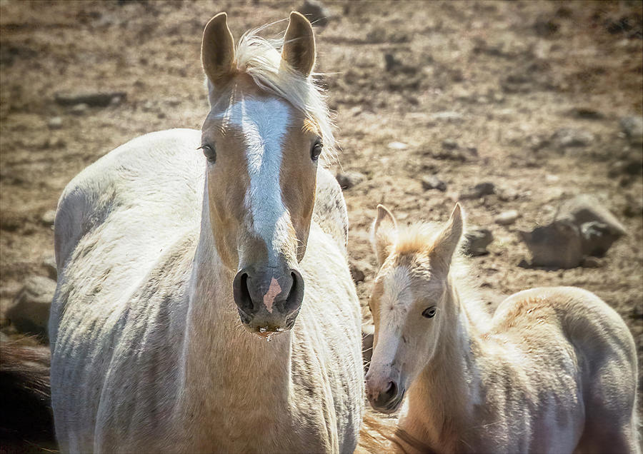 Light Palomino Mare and Foal Photograph by Belinda Greb