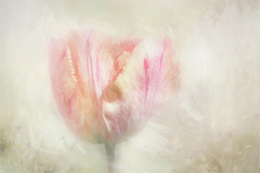 Light Pastel Tulip Digital Art by Terry Davis