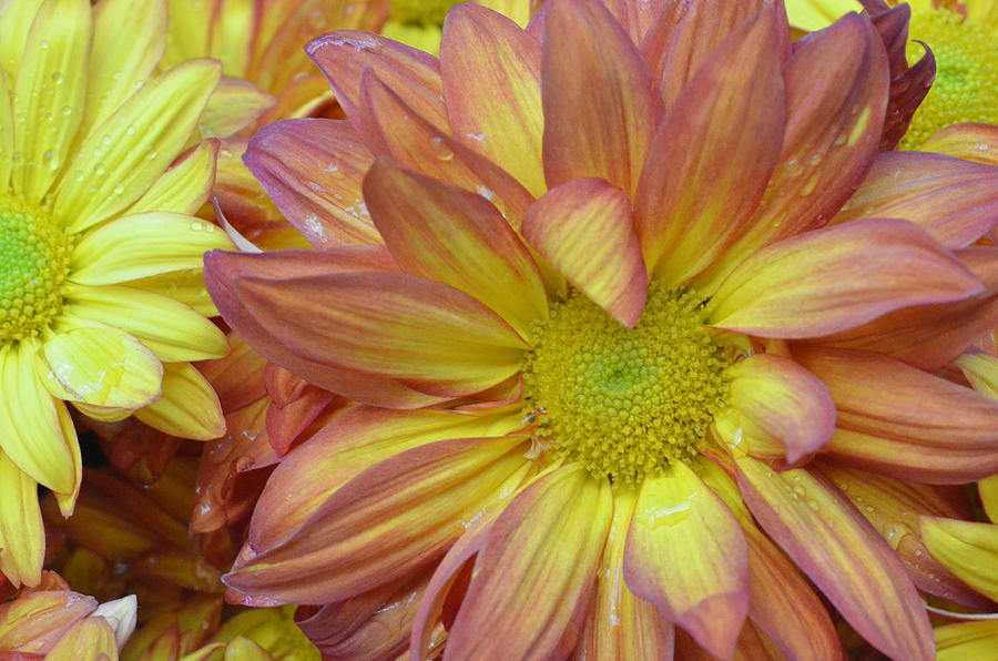 Light Pink And Yellow Daisies 1 Photograph
