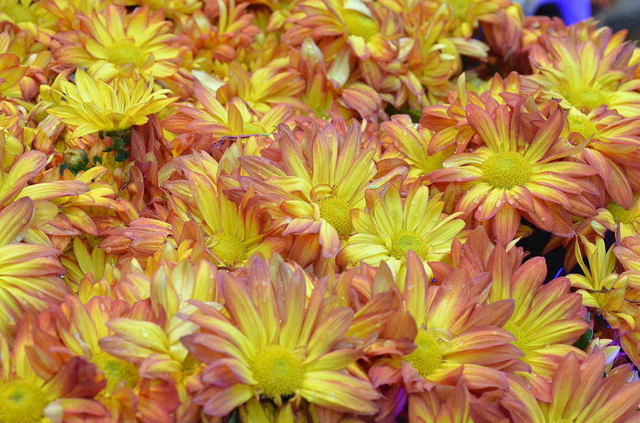 Light Pink and Yellow Daisies 2 Photograph by Amy Fose