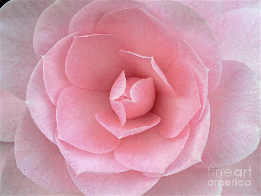 light Pink Camellia Photograph by Kim Tran