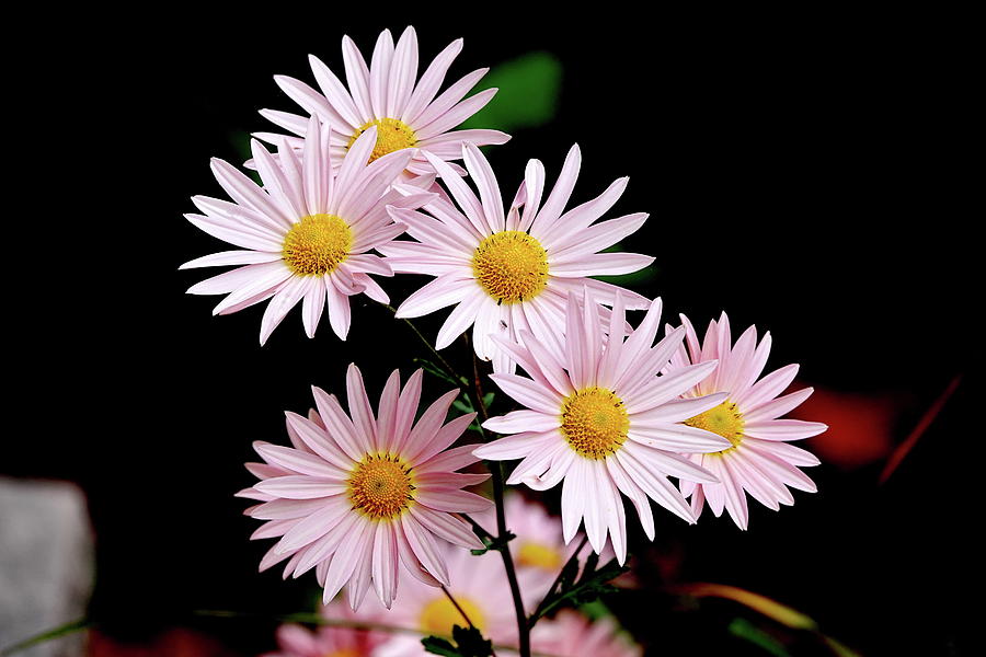 Light Pink Daisy-like Flowers Photograph by Lyuba Filatova