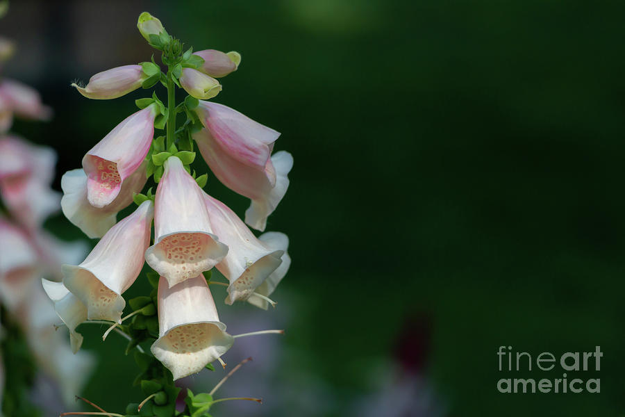 Light Pink Foxgloves Photograph by Elizabeth Dow