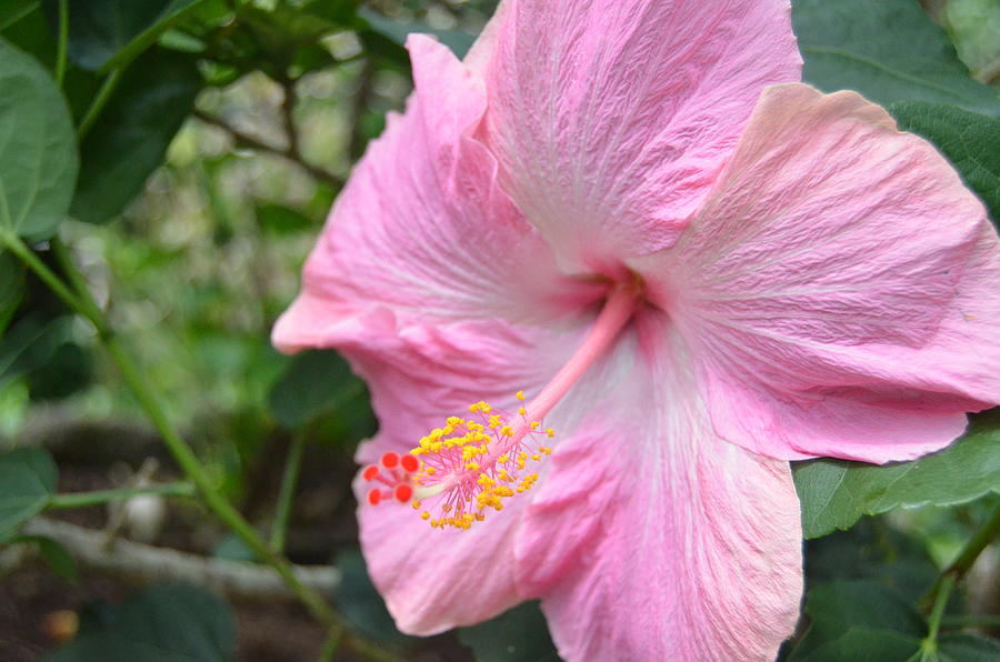 Light Pink Hibiscus 1 Photograph by Amy Fose