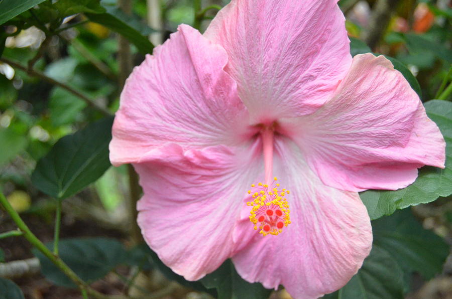 Light Pink Hibiscus 2 Photograph by Amy Fose